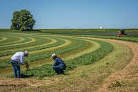 U.S. Department of Agriculture Market Reporters Chris Dian (L) and Heath Dewey take a closer look at freshly windrowed field of alfalfa outside of Eaton, Colorado, August 12, 2019.<br/><br/>USDA Photo by Preston Keres. Original public domain image from <a href="https://www.flickr.com/photos/usdagov/48543079156/" target="_blank" rel="noopener noreferrer nofollow">Flickr</a>