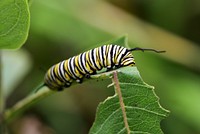 Monarch Caterpillar on Common Milkweed. We spotted this large monarch caterpillar munching on a common milkweed leaf. Soon, it will begin its transformation. Original public domain image from Flickr