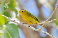 Wilson's warbler. Original public domain image from Flickr