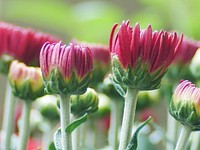 Pink chrysanthemum background. Free public domain CC0 photo.