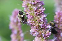 Bee on HyssopThe bees are keeping busy gathering pollen on these hyssop flowers.Photo by Courtney Celley/USFWS. Original public domain image from Flickr