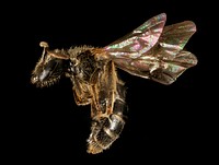 Lasioglossum boreale, F, Side, NH, Coos County_2015-10-01-11.57.20 ZS PMax UDRLasioglossum boreale is a sweat bee of the arctic. Few records of this bee exist; perhaps because those that do are from frigid locations where no one visits with bees in mind. It lives only in alpine and boreal habitats and feeds on a variety of flower families (2). In North America, L. boreale ranges from northern Canada, south into the U. S. at high elevations in Colorado, Wyoming, and New Hampshire (1). It has also been found in Scandinavia and Japan (1). It is a solitary ground-nesting bee (2). Original public domain image from Flickr