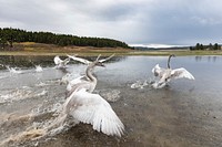 Swans. Original public domain image from Flickr