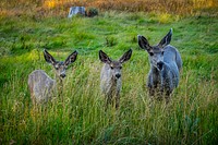 A family of deer off the banks of Georgetown Lake in the Pintler Ranger District of Beaverhead-Deerlodge National Forest Montana, September 15, 2019.<br/><br/>USDA Photo by Preston Keres. Original public domain image from <a href="https://www.flickr.com/photos/usdagov/48762223603/" target="_blank" rel="noopener noreferrer nofollow">Flickr</a>