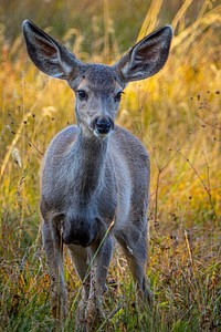 A deer off the banks of Georgetown Lake in the Pintler Ranger District of Beaverhead-Deerlodge National Forest Montana, September 15, 2019.USDA Photo by Preston Keres. Original public domain image from Flickr