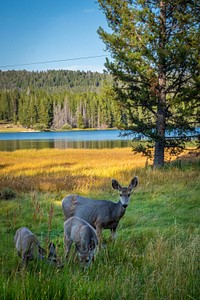 A family of deer off the banks of Georgetown Lake in the Pintler Ranger District of Beaverhead-Deerlodge National Forest Montana, September 15, 2019.USDA Photo by Preston Keres. Original public domain image from Flickr