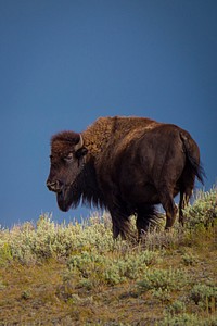 Buffalo graze southwest of Lima, near Little Sheep Creek, Dillon Ranger District of Beaverhead-Deerlodge National Forest Montana, September 11, 2019.USDA Photo by Preston Keres. Original public domain image from Flickr