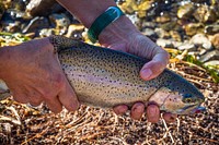 A trout from Georgetown Lake in the Pintler Ranger District of Beaverhead-Deerlodge National Forest Montana, September 15, 2019.<br/><br/>USDA Photo by Preston Keres. Original public domain image from <a href="https://www.flickr.com/photos/usdagov/48762732062/" target="_blank" rel="noopener noreferrer nofollow">Flickr</a>