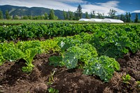 Organic kale is just one of the many crops grown at Harlequin Produce, a 15 acre organic farm.