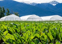The gothic high tunnels at Harlequin Produce were built through support from EQIP. They extend the growing season for crops inside the structures.
