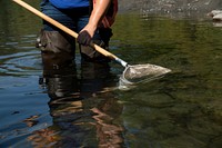 U.S. Department of Agriculture (USDA) Natural Resources Conservation Service (NRCS) Biologist Rachel Maggi uses a D-net to sample aquatic insects as measure of habitat recovery near an engineered log jam structure in the Nooksack River, Washington, on August 7, 2019.