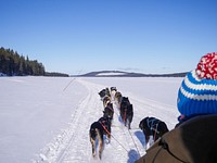 Dogsled on snow. Free public domain CC0 photo.