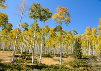 Pando in fall colors. USFS photo by John Zapell. Original public domain image from Flickr