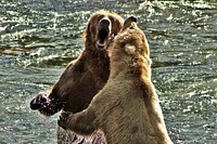 Brown bears playing in a river. Original public domain image from Flickr