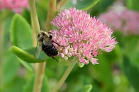 Blumble bee on sedumBumble bees are adapted to pollinator a diverse amount of plants. They are active through the fall. You can help by providing late blooming plants in your garden.Photo by Mara Koenig/USFWS. Original public domain image from Flickr