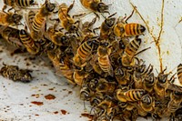 By raising bees in a number of hives on the property, Diamond D Farms can produce honey to sell at the local farmers market. Photo taken June 21, 2019 at Diamond D Farms in Pray, Montana located in Park County. Original public domain image from Flickr