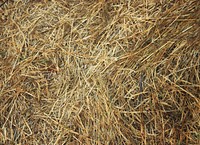 Drought, dry grass