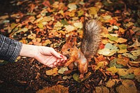 Red squirrel during Autumn season. Free public domain CC0 image.