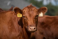 U.S. Department of Agriculture (USDA) Secretary Sonny Perdue (yellow shirt) spend time with the Red Angus cattle at Till Farm in Orangeburg, SC, on October 22, 2019.