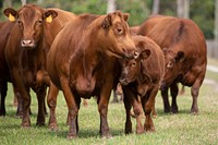 U.S. Department of Agriculture (USDA) Secretary Sonny Perdue (yellow shirt) spend time with the Red Angus cattle at Till Farm in Orangeburg, SC, on October 22, 2019.