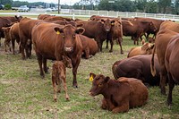 U.S. Department of Agriculture (USDA) Secretary Sonny Perdue (yellow shirt) spend time with the Red Angus cattle at Till Farm in Orangeburg, SC, on October 22, 2019.