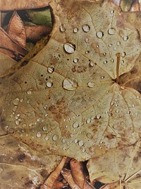 Leaf with water droplets. Original public domain image from Flickr