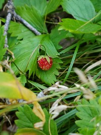 20190826-FS-UWC NF-TC-StrawberryGrove_20190826_153702Strawberry patch near the Whitney Reservoir, Evanston-Mountain View Ranger District of the Uinta-Wasatch-Cache National Forest. Forest Service photo by Travis Cann. Original public domain image from Flickr
