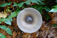 Olympic Fungi in October. (USDA Forest Service photo by Betsy Howell). Original public domain image from Flickr