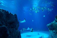 Swimming stingrays and fishes. Free public domain CC0 image.