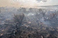 Smoldering sagebrush, Blacklining the Trout Springs Rx Fire. Original public domain image from Flickr