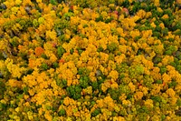 Fall color near Shelburne, Massachusetts, on October 16, 2019. USDA Photo by Lance Cheung. Original public domain image from Flickr