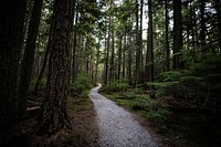 Forest Trail. Original public domain image from Flickr