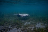 Beaver (Castor canadensis) Underwater. Original public domain image from Flickr