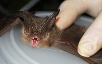 Ozark Big-eared Bat Wing InspectionA biologist inspects the wing of an Ozark big-eared bat.Photo by Richard Stark/USFWS. Original public domain image from Flickr