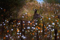 Deer in flower field.  Free public domain CC0 photo.