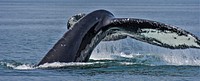 WILDLIFE, Honorable Mention. Whale tail in the waters of the Tongass National Forest. Original public domain image from Flickr