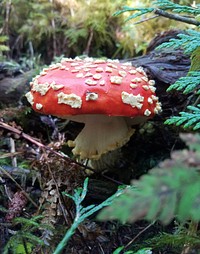 Amanita muscaria. Thorne Bay Ranger District, Tongass National Forest. Original public domain image from <a href="https://www.flickr.com/photos/usforestservice/49013649692/" target="_blank">Flickr</a>