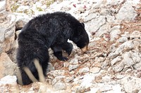 A young black bear searches for food on a talus slope. Original public domain image from Flickr