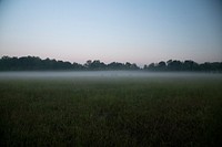 Cattle in the ground fog, before dawn at the Home of the Funnyside Ponies in Carroll County, TN, on Sept 18, 2019. USDA Photo by Lance Cheung.. Original public domain image from Flickr