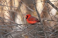 Northern cardinal in a treePhoto by Courtney Celley/USFWS. Original public domain image from Flickr