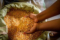 Uganda native picking up corn kernels. Original public domain image from Flickr