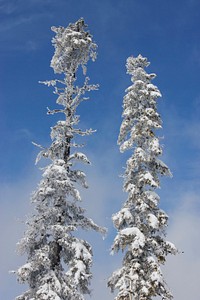 Snow-bound trees in Willamette Pass on the Willamette National ForestTrees above Willamette Pass. Photo taken by Matthew Tharp. Original public domain image from Flickr