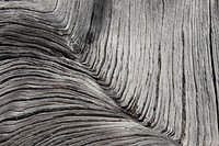 Dead tree detail, Buckhorn Wilderness on the Olympic National Forest. Photo by Matthew Tharp. Original public domain image from Flickr