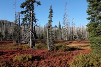 Autumn colors and Three Fingered Jack from Santiam Pass on the Willamette National Forest. Photo by Matthew Tharp. Original public domain image from Flickr