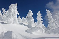 Frozen trees at the summit of Maiden Peak on the Willamette National Forest on the Willamette National Forest. Original public domain image from Flickr