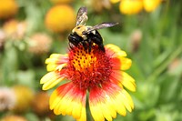 Carpenter Bee on Gaillardia Flowers