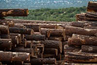 Small diameter tree timber harvested from restoration sites await processing at the Walatowa Timber Industries (WTI) mill, where the U.S. Department of Agriculture (USDA) Forest Service (FS) Santa Fe National Forest (SFNF) and the Pueblo of Jemez have worked together to utilize the timbers harvested from USDA restoration work such as the Southwest Jemez Restoration Project and the proposed Rio Chama Collaborative Forest Landscape Restoration Program (CFLRP) to help supply harvested timber is processed into wood pellets for heating, poles for utilities, Ponderosa Pine, Douglas Fir, White Fir and Spruce beams and vigas for conventional and traditional home building, ties for railroads, posts for fences, milled lumber, mulch and firewood, in Jemez Pueblo, NM, Sept 10, 2019.