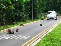 Thomson nature park - monkeys are king here.