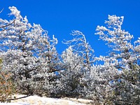 Wind Blown Frozen Trees<br/>Frozen trees atop Saddle Mountain. Photo taken 12-16-19 by Brady Smith. Credit: Coconino National Forest. Original public domain image from <a href="https://www.flickr.com/photos/coconinonationalforest/49234433222/" target="_blank" rel="noopener noreferrer nofollow">Flickr</a>