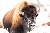 Bison face with snow after feeding. Original public domain image from Flickr